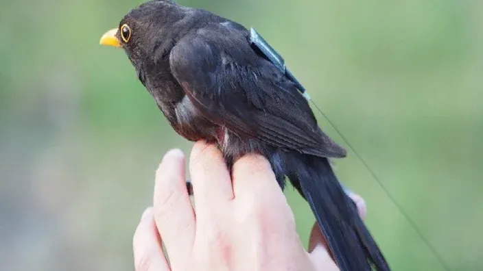 A FONDOICARUS, el proyecto que conecta la vida salvaje a Internet